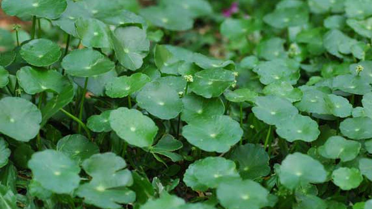 “Pegagan: Rahasia Herbal Kecil yang Besar Manfaatnya untuk Tubuh dan Otak”